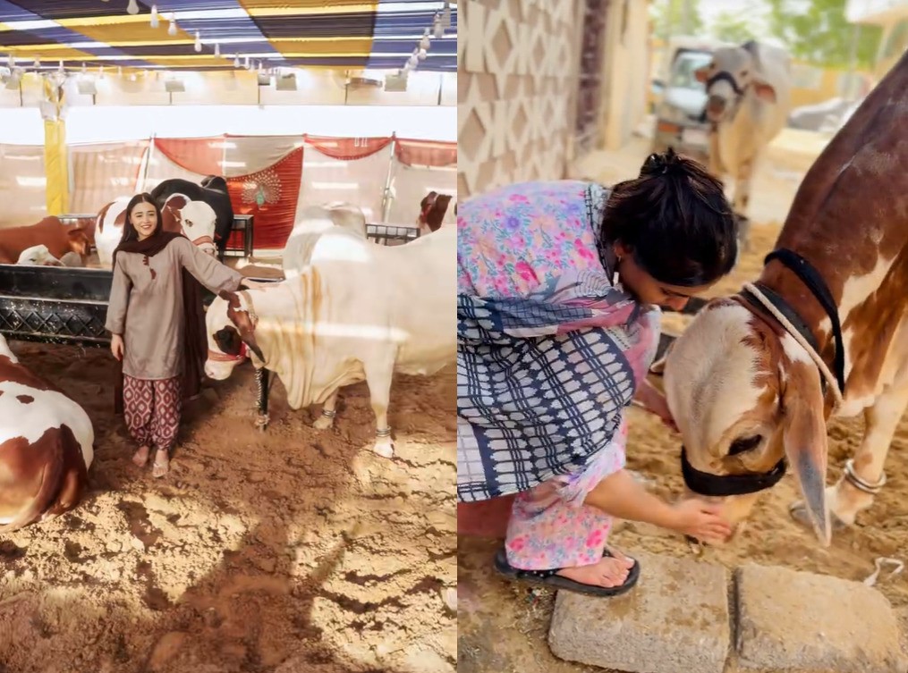 Eid-ul-Azha Goes Viral: How Pakistani Creators Bring Mandi Culture Online Eid-ul-Azha Goes Viral: How Pakistani Creators Bring Mandi Culture Online