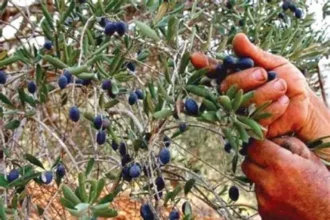 Balochistan olive cultivation enters production phase as millions of trees begin yielding fruit