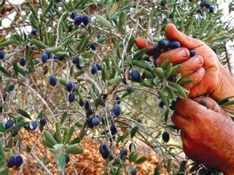 Balochistan olive cultivation enters production phase as millions of trees begin yielding fruit
