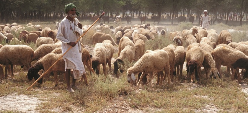 Pak-China embryo partnership aims to improve sheep and goat breeding in Pakistan