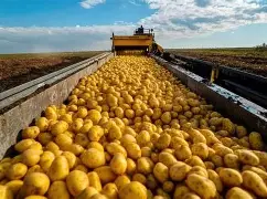 Pakistan potato exports remain stable at 248,000 tons during the first half of FY26