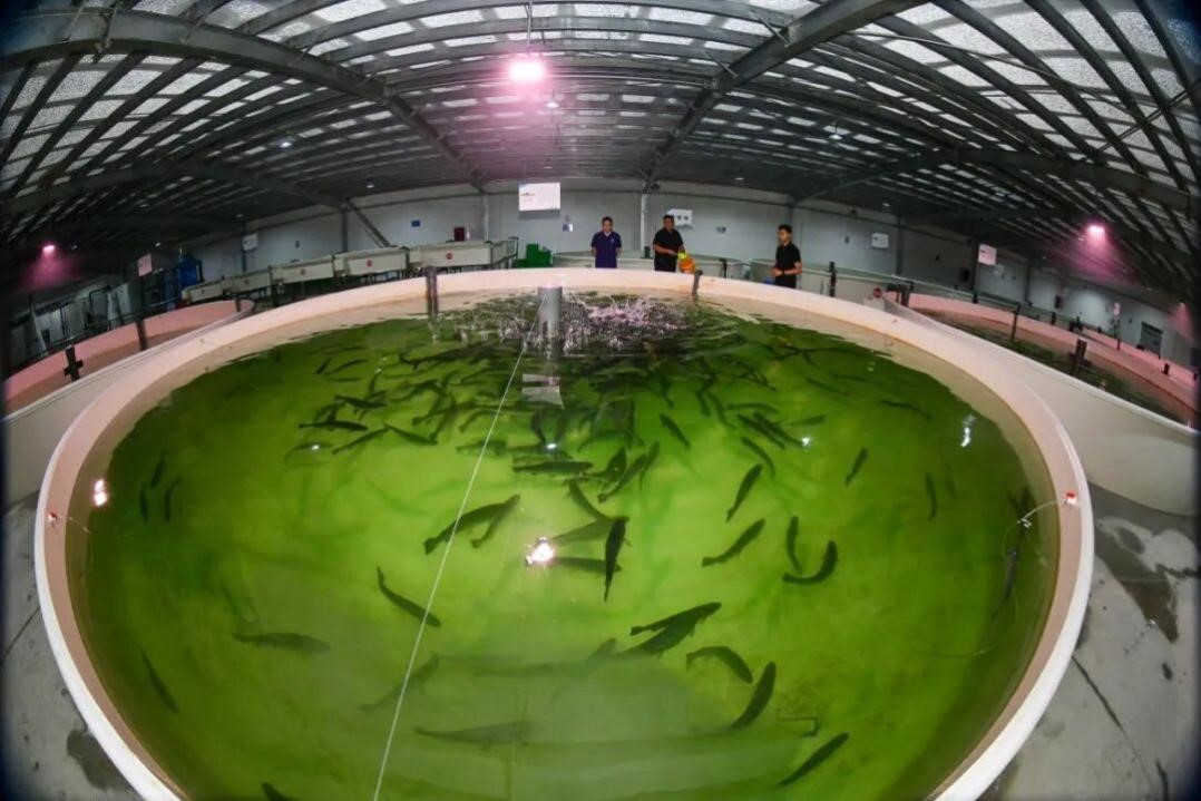 “Cold Energy” fuels innovation in Eastern China’s aquaculture and industry