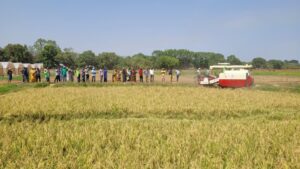 Hybrid rice: China-Africa agricultural cooperation sows prosperity on African soil