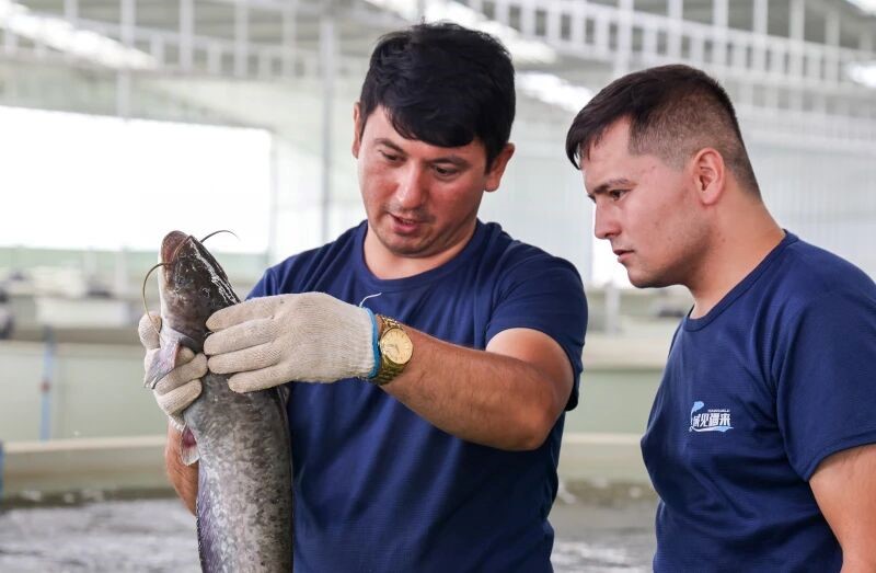 ‘Seafood’ grown in Xinjiang’s desert hits local dinner tables