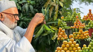 350 Mango Varieties on One Tree in India Draws Global Attention 350 Mango Varieties on One Tree in India Draws Global Attention