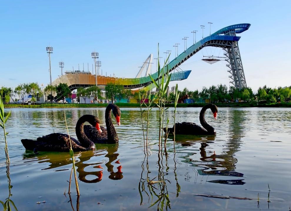 Beijing attracts growing number of bird species amid stronger ecological protection