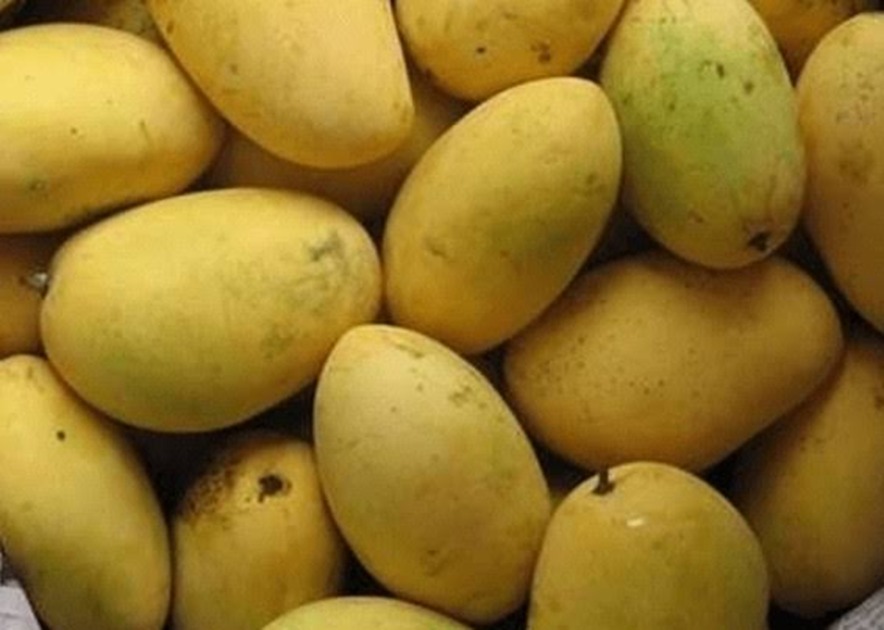 Heatwaves Could Cut Pakistan’s Mango Production by 20%, Report Says