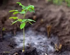 Green Pakistan Programme sapling plantation activities contributing to afforestation and ecosystem restoration across Pakistan.
