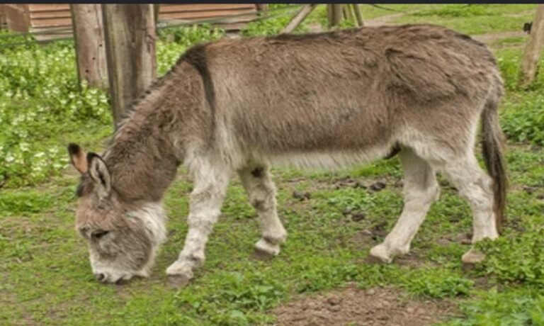 Pakistan plans donkey meat and hide exports to China under livestock trade expansion highlighted in economic survey 2025-26.