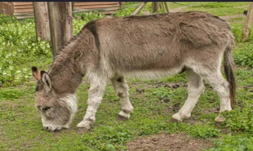 Pakistan Moves Toward Donkey Meat and Hide Exports to China Under New Livestock Trade Push