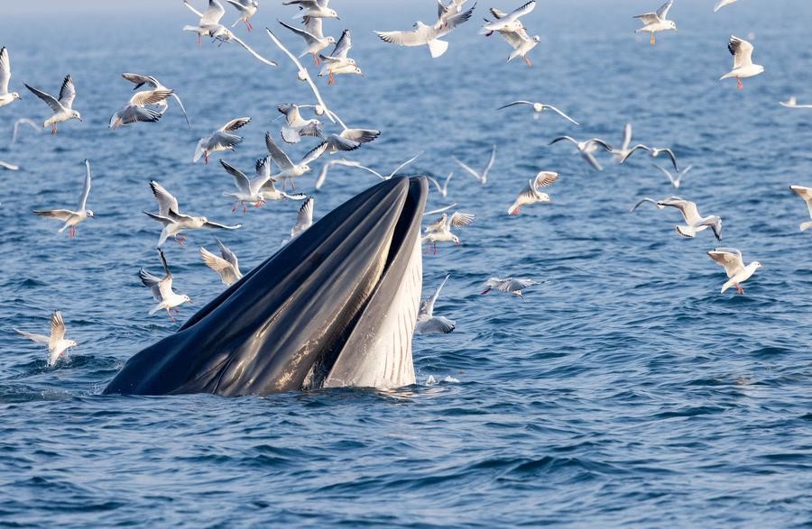 Scientists use earthquake sensors and AI to track endangered whales in South China Sea