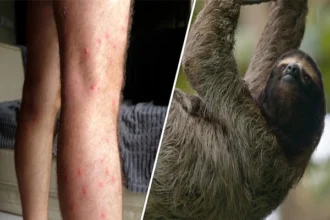 Scientists studying mosquito-borne Oropouche virus spread and health risks in Latin America based on recent medical research.