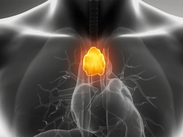 Overlooked Thymus May Play Key Role In Cancer Protection, Study Finds