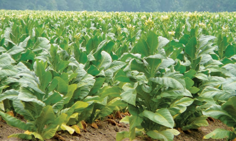 Tobacco Farmers Say Rs390 Advance Tax Is Hurting Growers, Exports And KP’s Rural Economy