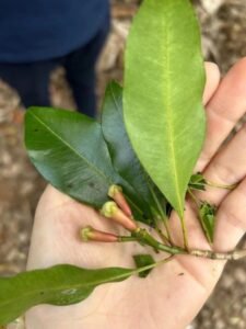 A single clove illustrates the benefits of China's zero-tariff policy for Africa A single clove illustrates the benefits of China's zero-tariff policy for Africa