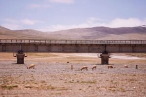 Twenty years on, the Qinghai-Xizang Railway continues to drive plateau development Twenty years on, the Qinghai-Xizang Railway continues to drive plateau development