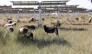 Self-sustaining ecological cycle takes shape at solar park in NW China's Qinghai