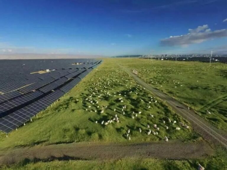Sheep graze beneath photovoltaic panels at a solar park in Qinghai, where renewable energy supports ecological restoration.