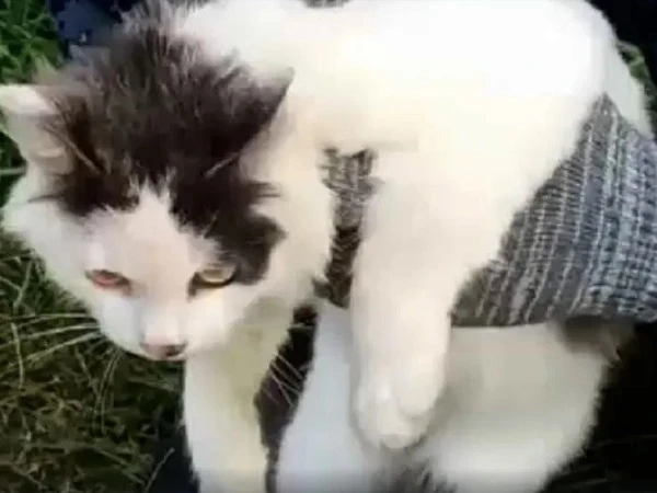 Cat Used in Russian Prison Smuggling Attempt, Investigation Underway