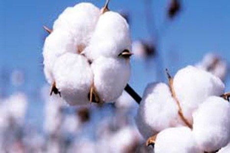 Pakistan Looks to Chinese Research to Revive Cotton Production After 30-Year Low