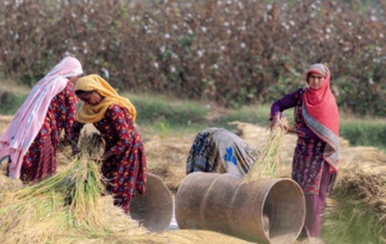 Women Head Fewer Than 1% of Pakistan’s Farms, Agriculture Census Shows