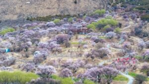 Lhasa-Nyingchi Railway: Five years fueling prosperity and development in Xizang Lhasa-Nyingchi Railway: Five years fueling prosperity and development in Xizang