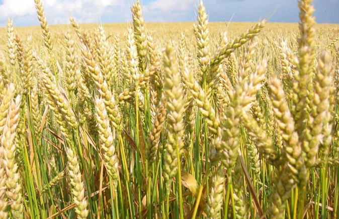 Wheat, Rice and Sugarcane Output Beats Targets in 2025-26