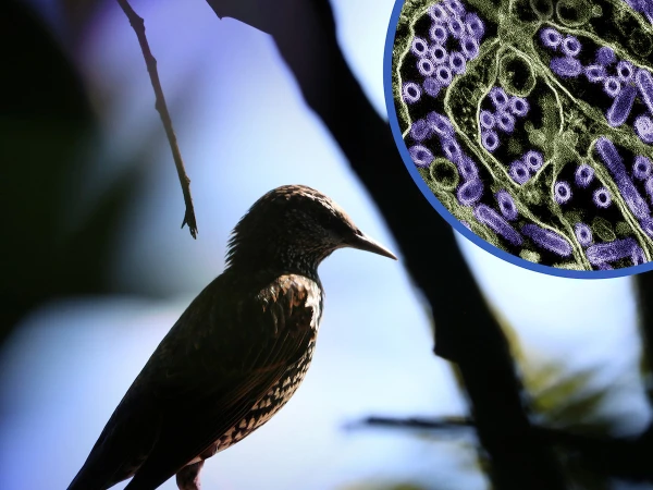 New Zealand Confirms First H5 Bird Flu Case, Issues Public Health Alert