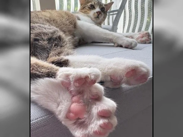 US kitten with 28 toes ties Guinness World Record for most digits on a cat