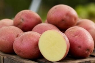 Pakistan develops four potato varieties for fries, chips industry