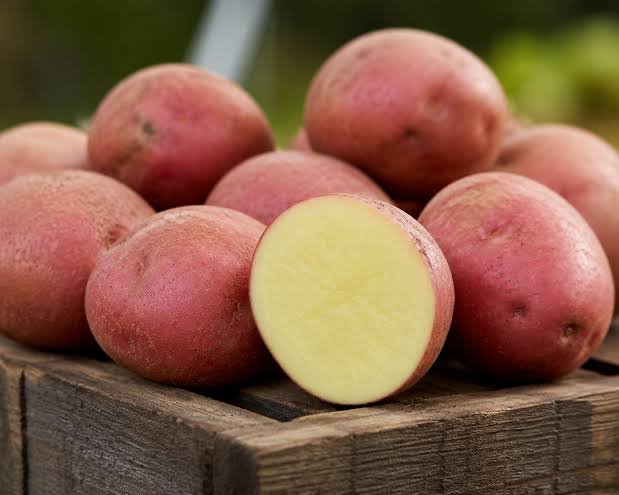 Pakistan develops four potato varieties for fries, chips industry