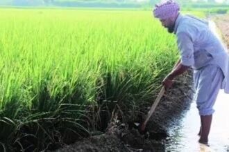 Basmati paddy cultivation gains momentum in Punjab