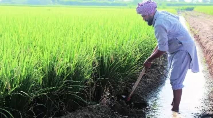 Basmati paddy cultivation gains momentum in Punjab Basmati paddy cultivation gains momentum in Punjab