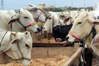 Punjab unveils Rs149.9bn plan to raise livestock exports beyond $4bn
