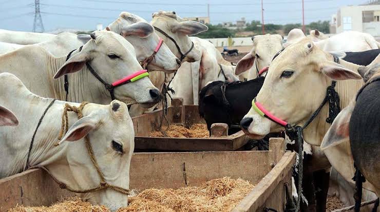Punjab unveils Rs149.9bn plan to raise livestock exports beyond $4bn Punjab unveils Rs149.9bn plan to raise livestock exports beyond $4bn