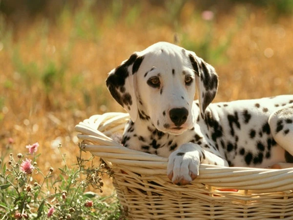 China introduces unusual “dog rental” service across major cities