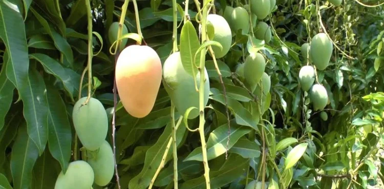 This Rare Mango Sold for More Than Rs612,000 Per Kilogram