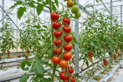 Pakistan developing high-yielding, heat-tolerant tomato varieties