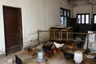 Private poultry allegedly kept at Punjab University's Electrical Engineering Department building in Lahore.