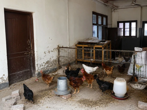 Private poultry allegedly kept at Punjab University's Electrical Engineering Department building in Lahore.