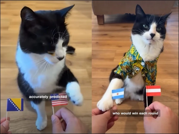Viral Cat Gains Attention For FIFA World Cup 2026 Match Predictions