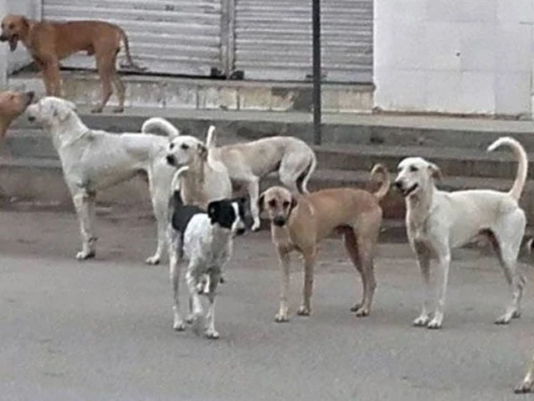 Pakistan Records Thousands of Rabies Deaths Each Year, National Action Planned