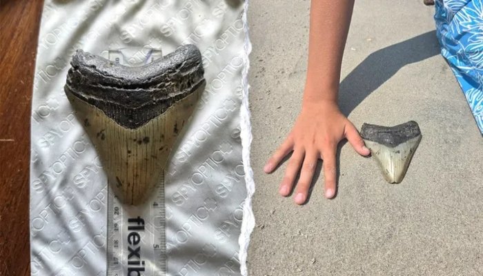 Child Finds Ancient Megalodon Tooth