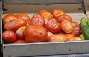 Rotten Fruits and Vegetables Allegedly Sold at Gilani Mart’s DC Counter in Soan Garden