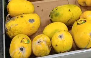 Rotten Fruits and Vegetables Allegedly Sold at Gilani Mart’s DC Counter in Soan Garden Rotten Fruits and Vegetables Allegedly Sold at Gilani Mart’s DC Counter in Soan Garden