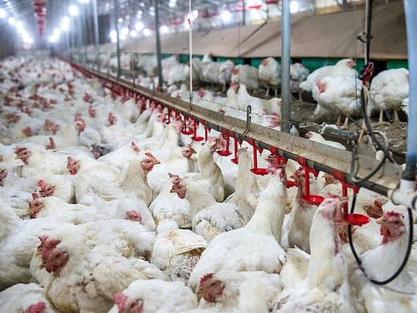 Oxford Study Raises Food Safety Concerns Over Poultry Farming