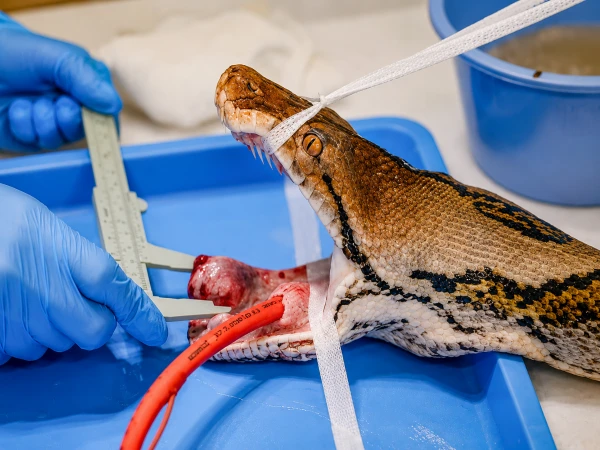Cancer-Stricken Python Gets World-First Treatment