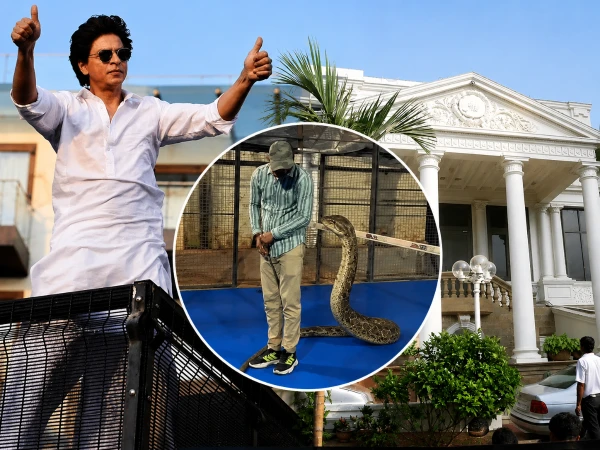 8-Foot Snake Found at Shah Rukh Khan’s Mannat