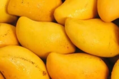Pakistan’s mango exports reach 44,882 tonnes in 2026 season