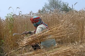 Punjab secures wheat supplies until next harvest